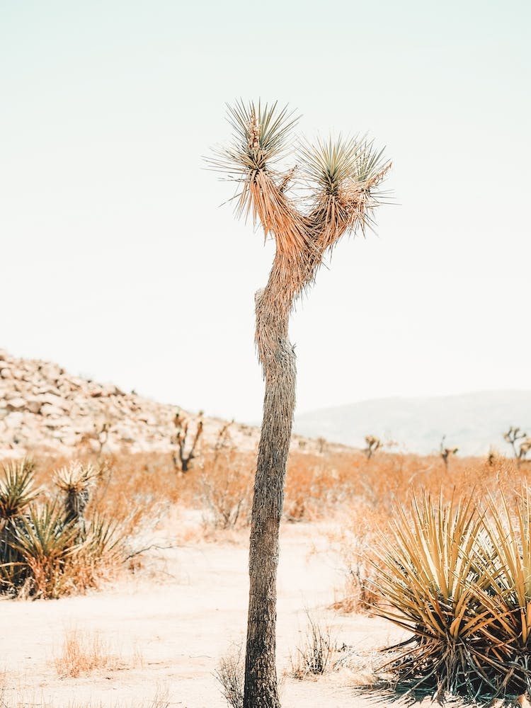 Small Joshua Tree