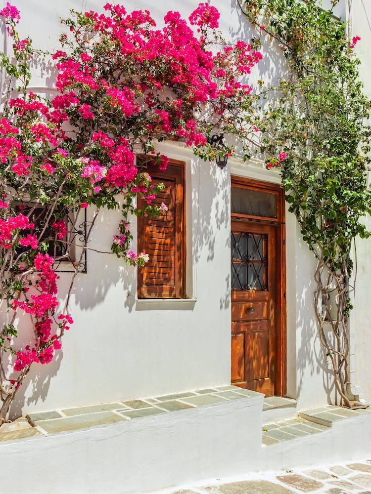 Pink Bougainvillea On The Greek Islands