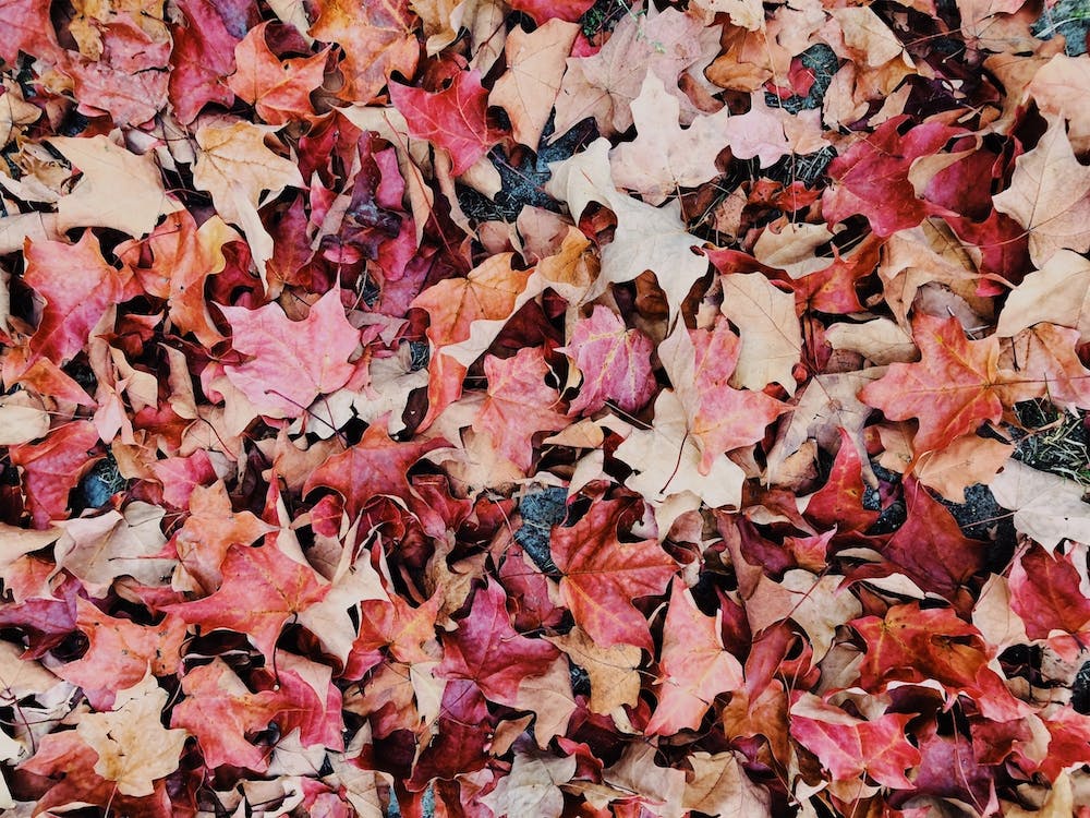 Red Leaves On Forest Floor