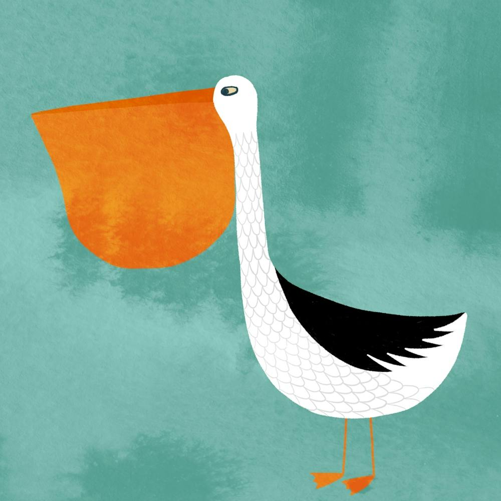 Pelican