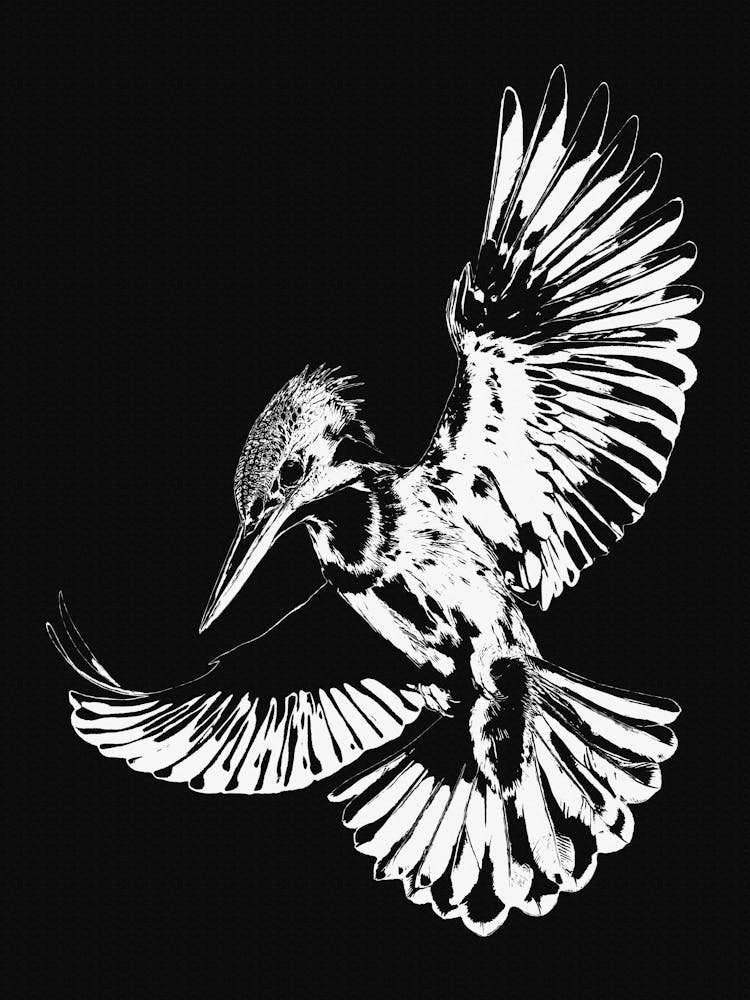 Kingfisher Black and White 1