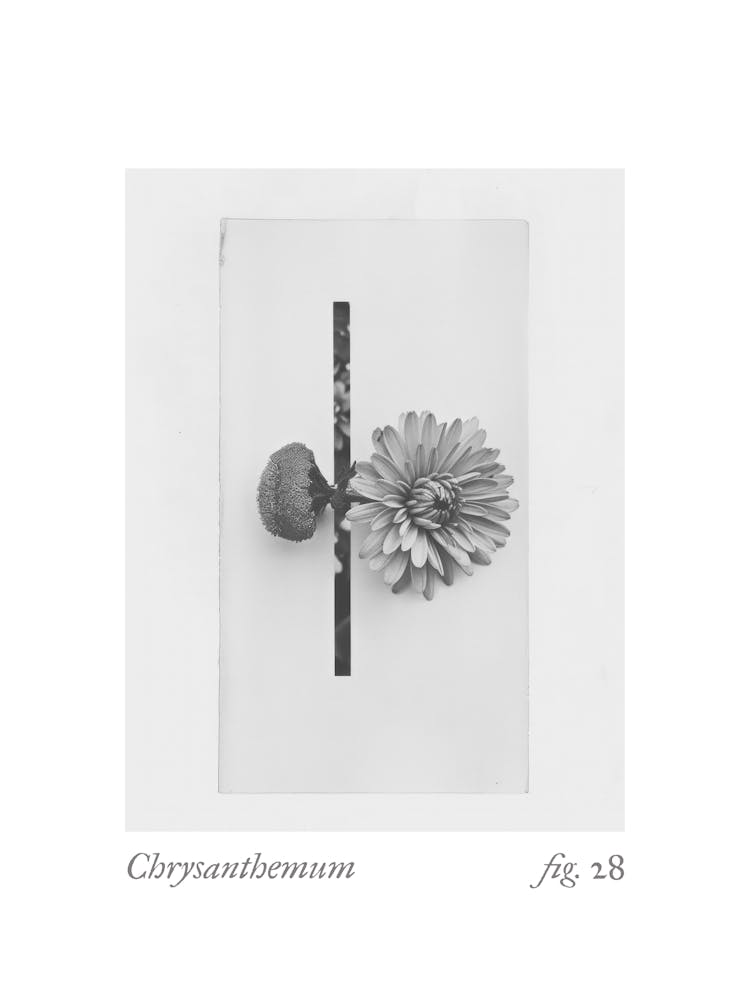 Chrysanthemum Botanical Collage 4