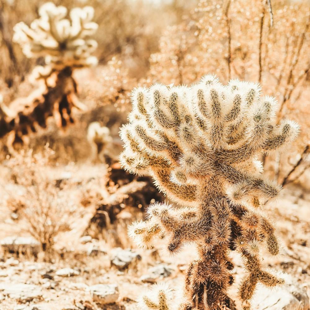 Warm Desert Scenery Square