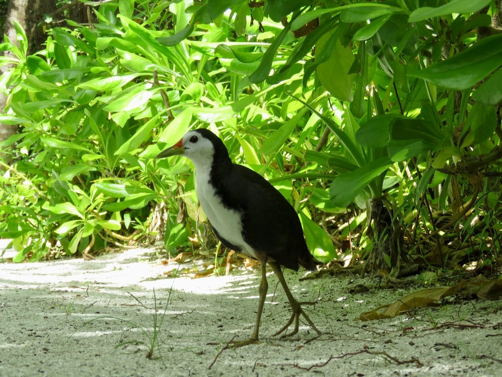 Maldives bird in the sandy bush