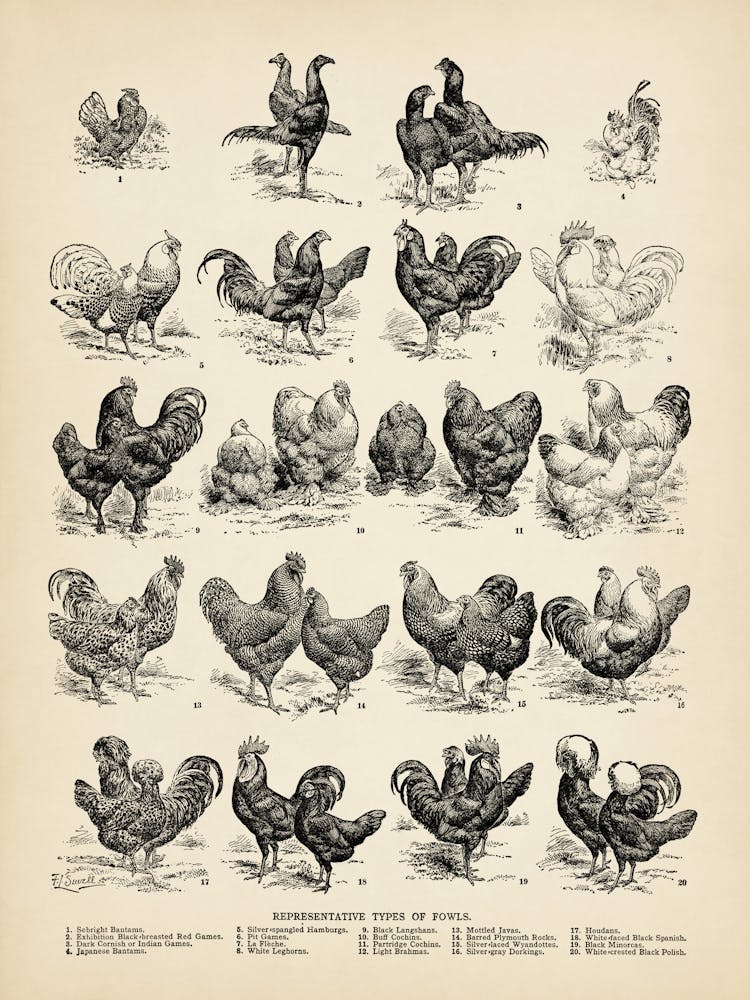 Breeds of Fowls Print, Types of chicken, Farmhouse decor, Cottage Wall Art, Hen Chart, Fowl home decor, Poultry Ranch Farming Gift Idea