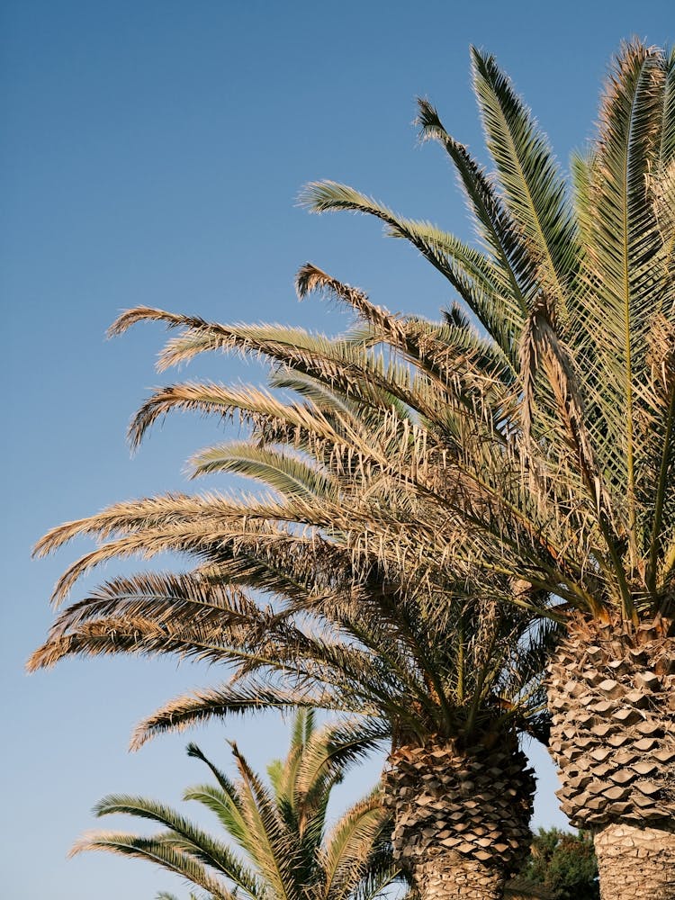 Palmtrees // Ibiza Nature & Travel Photography
