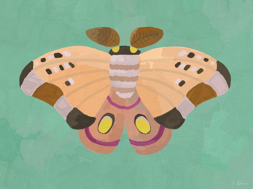 Pink Moth