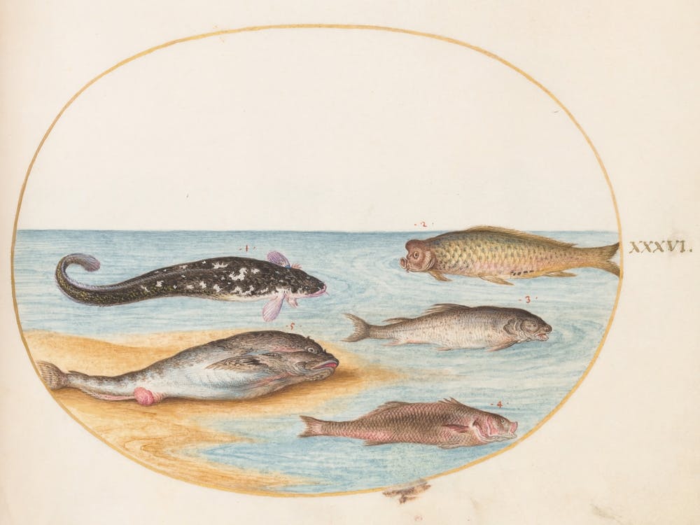 Animalia Aqvatilia et Cochiliata (c. 1575-1580), Joris Hoefnagel (2) 2