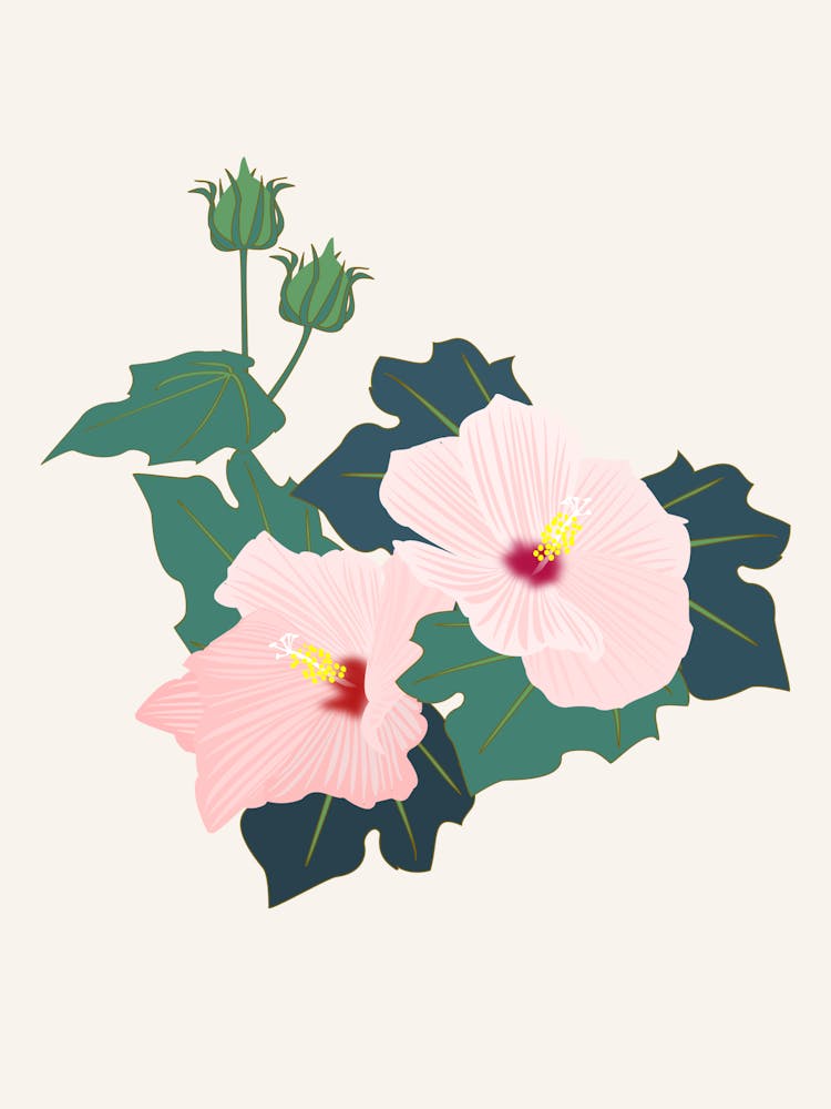 Hibiscus Rose