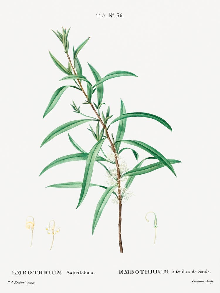 Weidenblättrige Hakea, Pierre Joseph Redoute