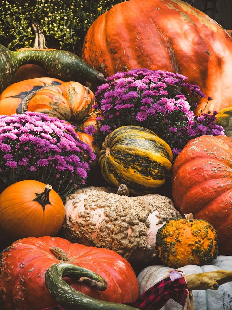 Pumpkin Harvest Fall Fruit Nature