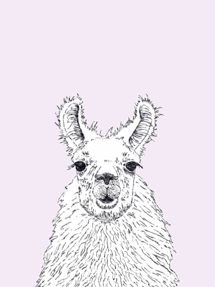 Llama