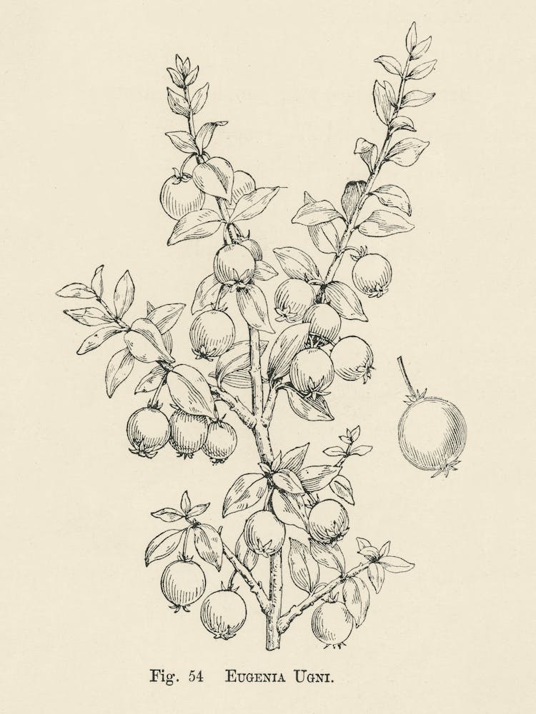 Vintage Illustration Of Eugenia Ugni, John Wright