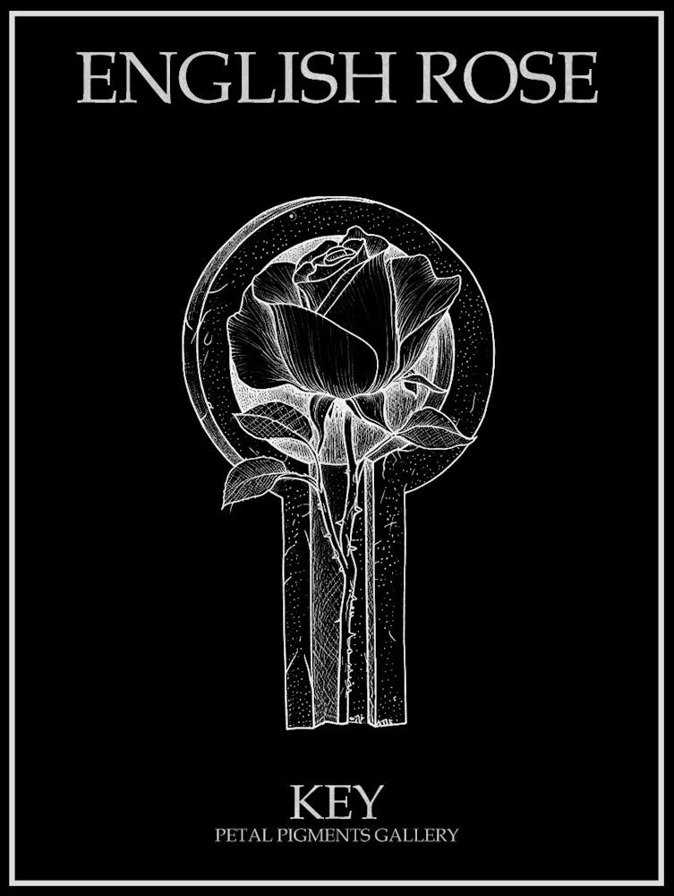 English Rose Key Line Drawing 2 Poster Inverted
