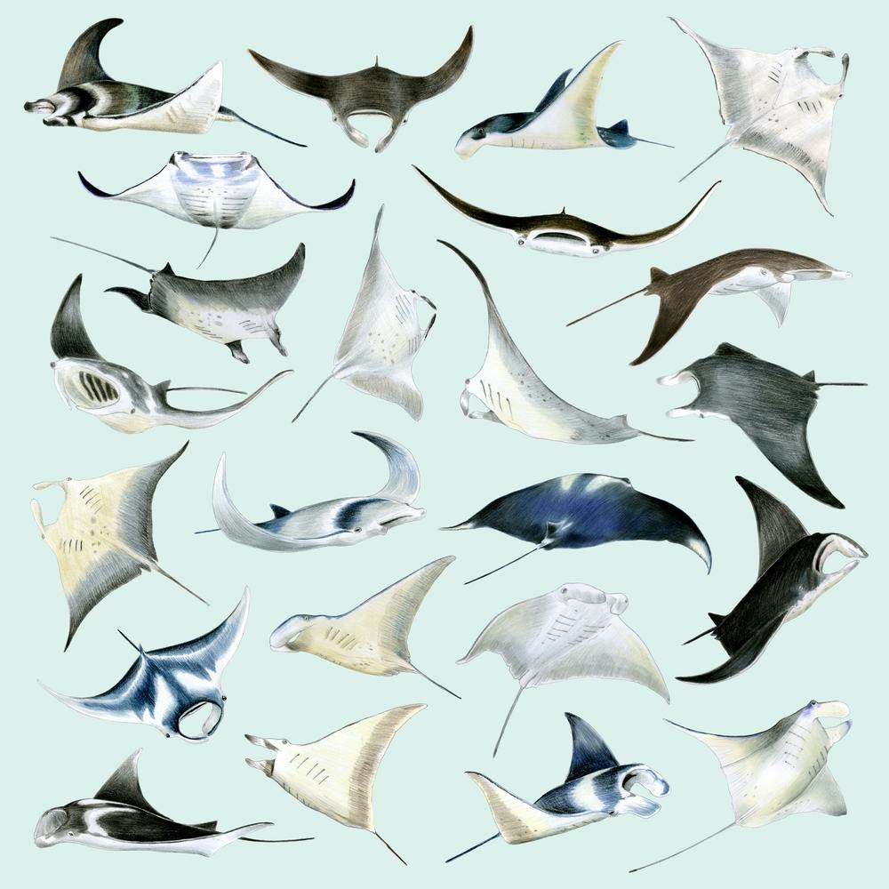 Manta Rays Square