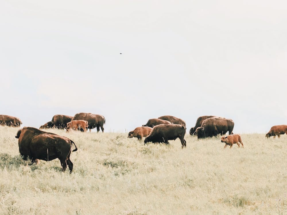Bison Herd In Wyoming