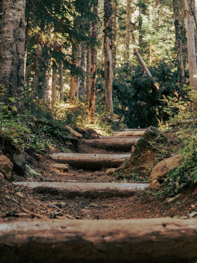 Forest Steps