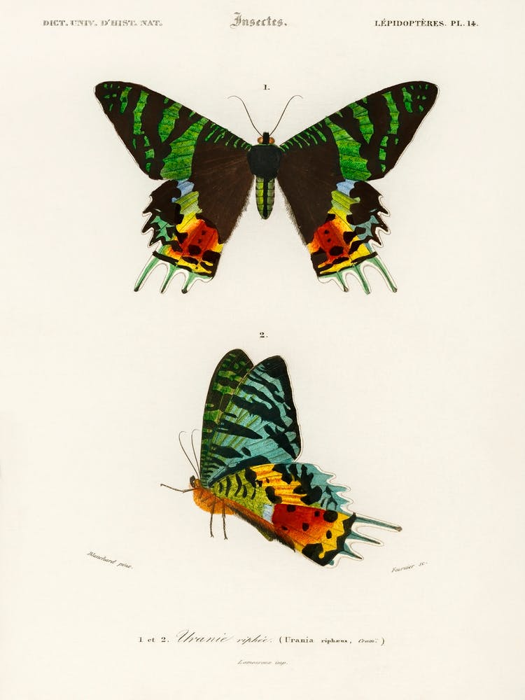 Madagascan Sunset Moth (Urania Riphaeus), Charles Dessalines D' Orbigny