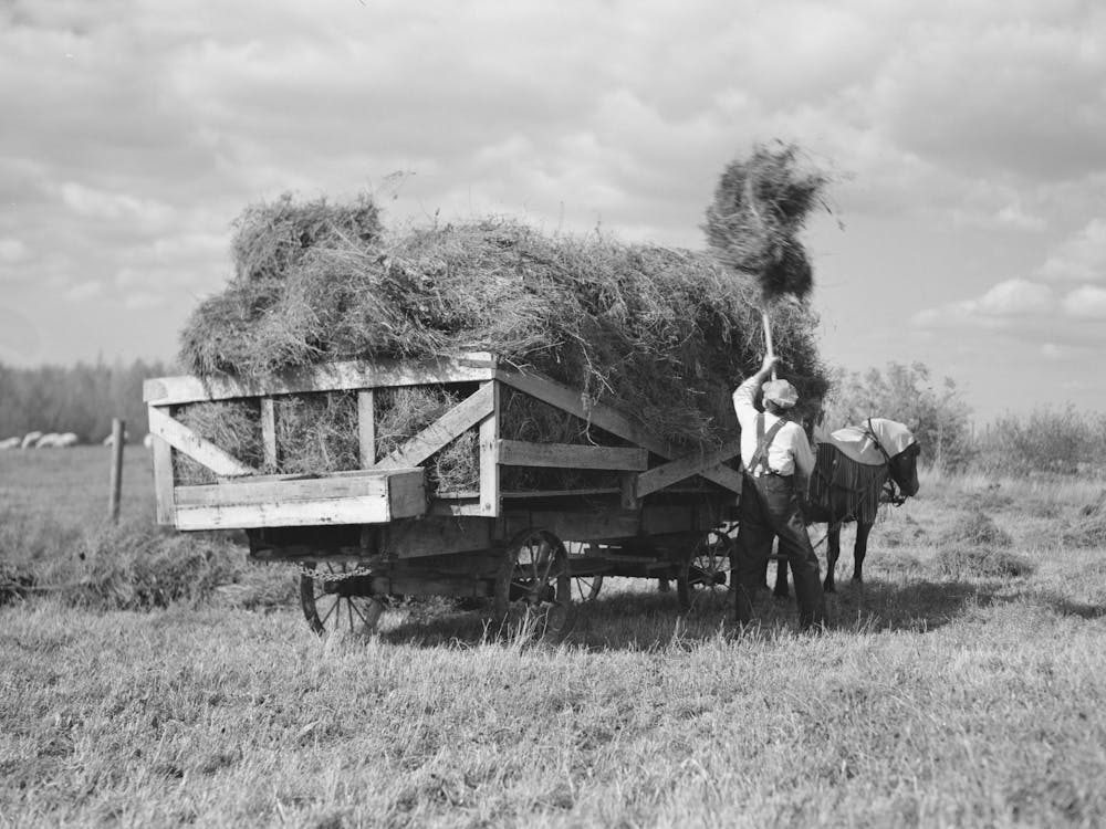 J W Panchot Pitching Alfalfa Hay On Farm Near Northome, Minnesota By Russell Lee