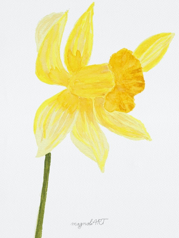 Daffodil 9
