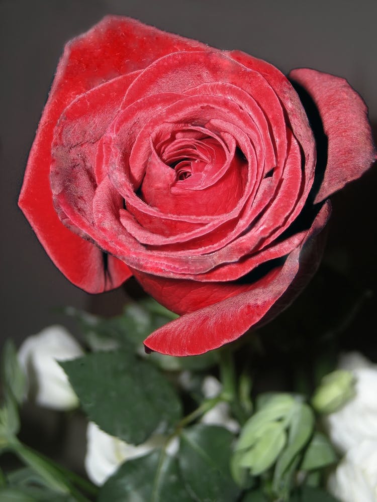 Red Rose And A Green Stem Against A Black And White Background