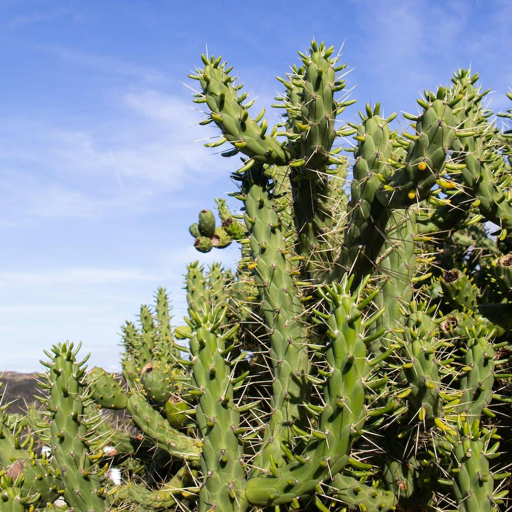 Cactus
