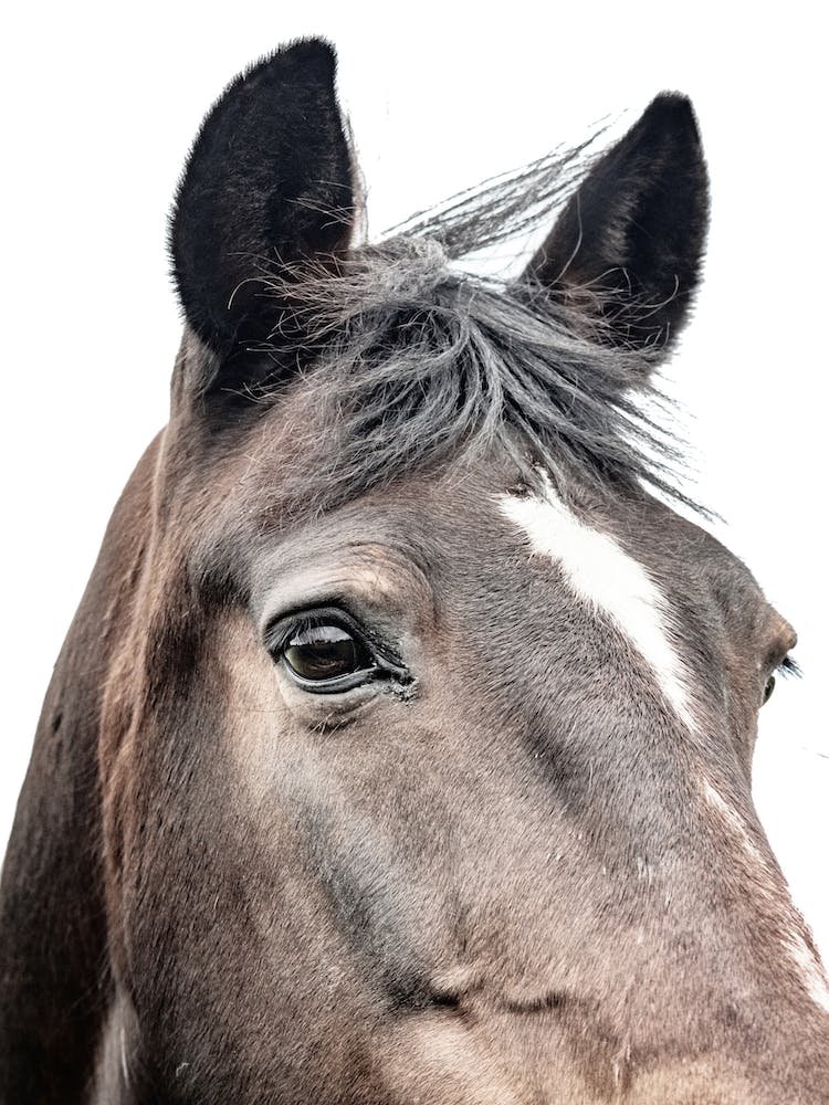 Portrait Of A Horse 1
