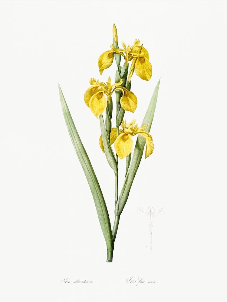 Irises Illustration From Les Liliacées, Pierre Joseph Redouté
