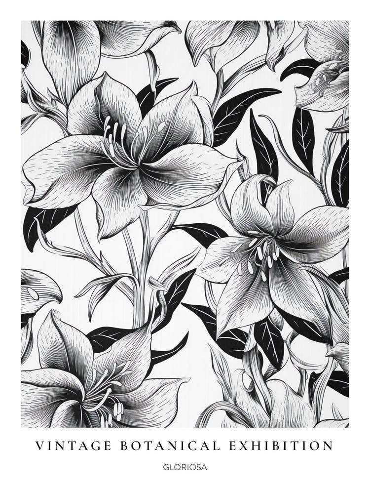 Gloriosa B&W Vintage Botanical Poster
