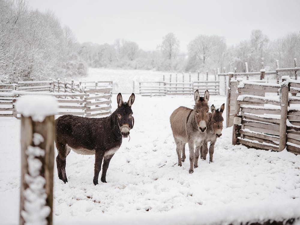 Donkeys In Snow