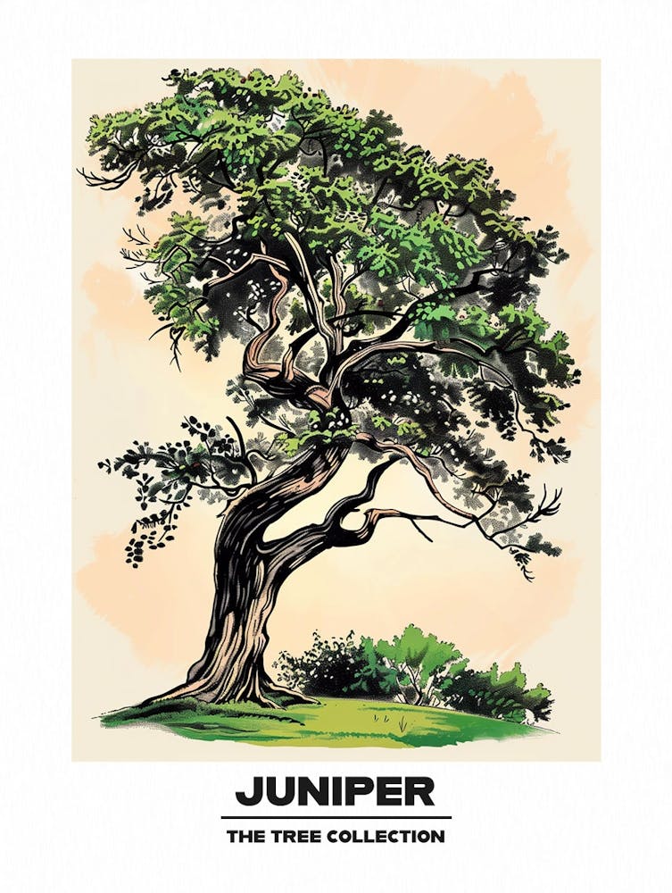 Juniper Tree Storybook Illustration 4 Poster