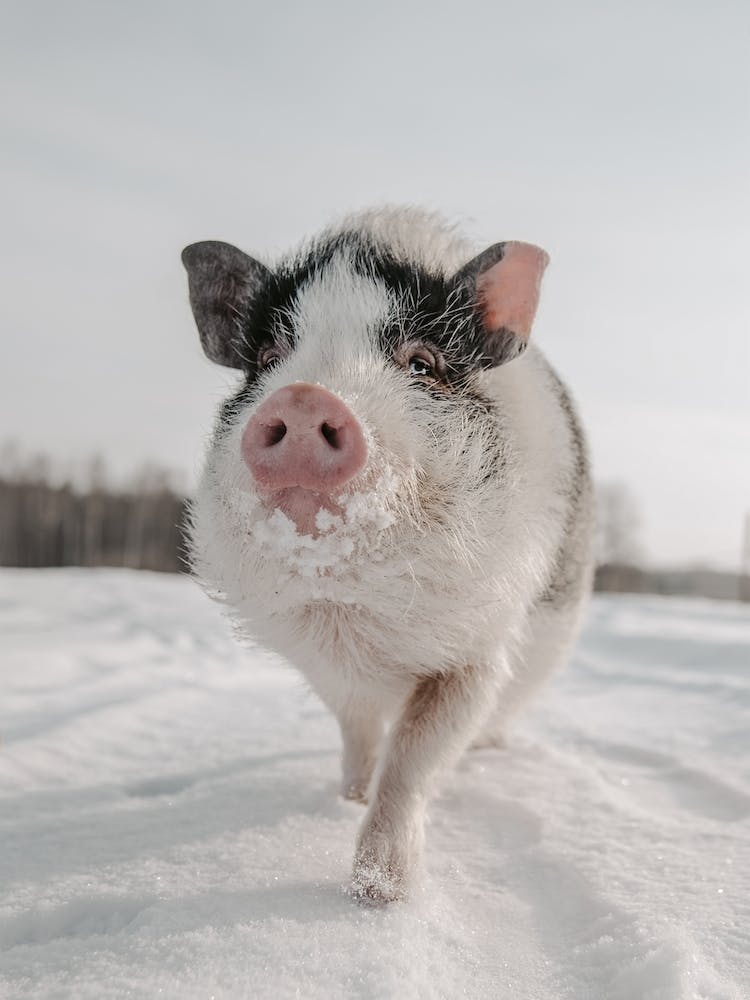 Winter Pig