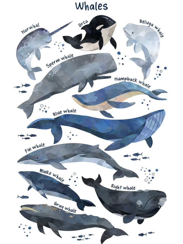 Watercolour Whales