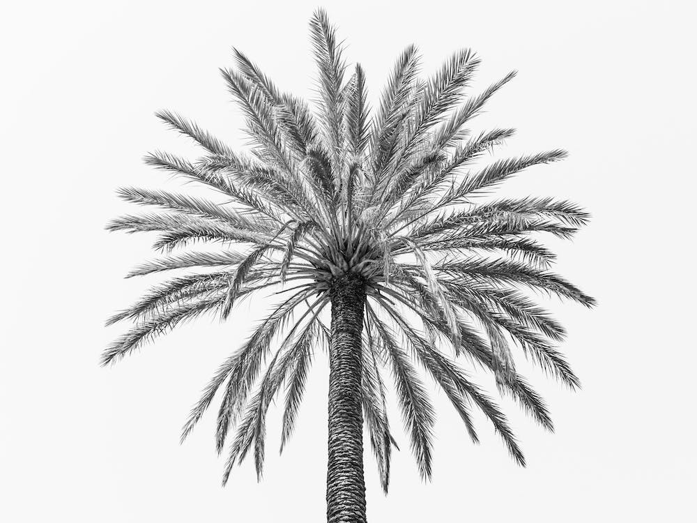 Palm In Sicily, Italy