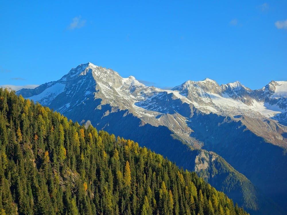 Alpine Forest