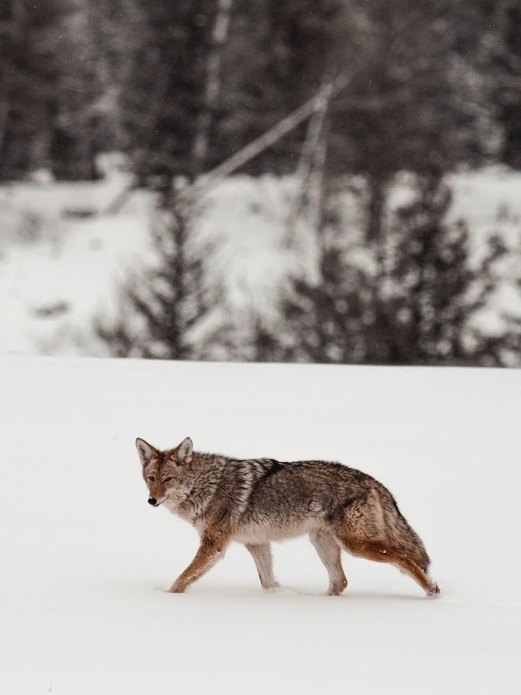 Furry Coyote