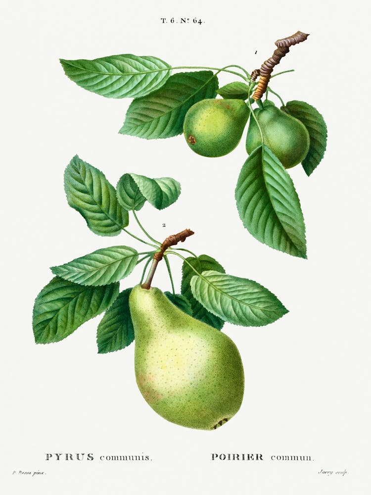 Pear, Pierre Joseph Redoute