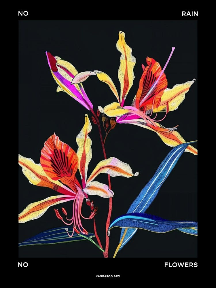 No Rain No Flowers Poster Kangaroo Paw 4