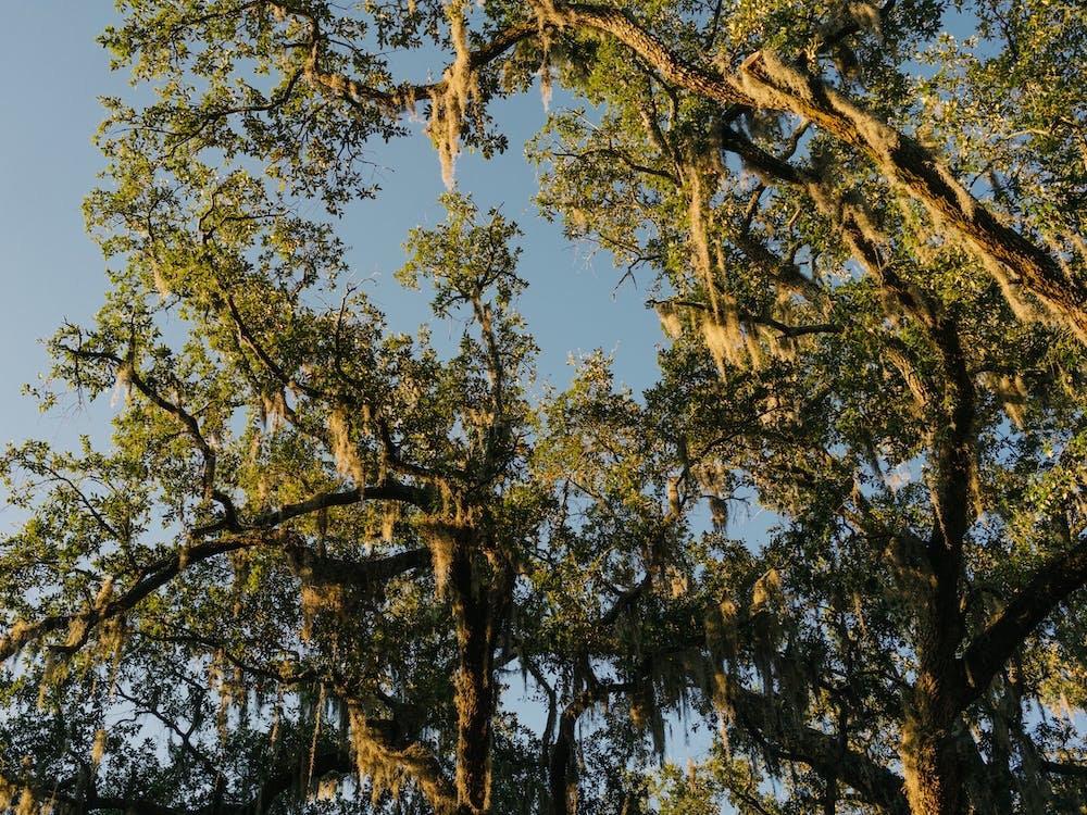 Savannah Spanish Moss XII
