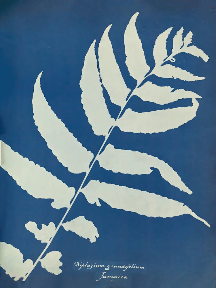 Farnblatt 15