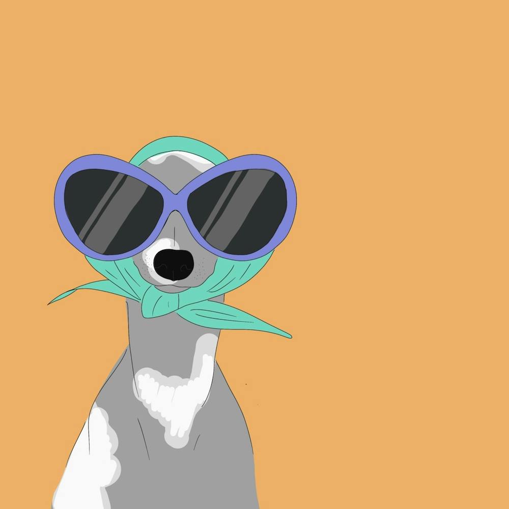 Pixie the whippet With Sunglasses