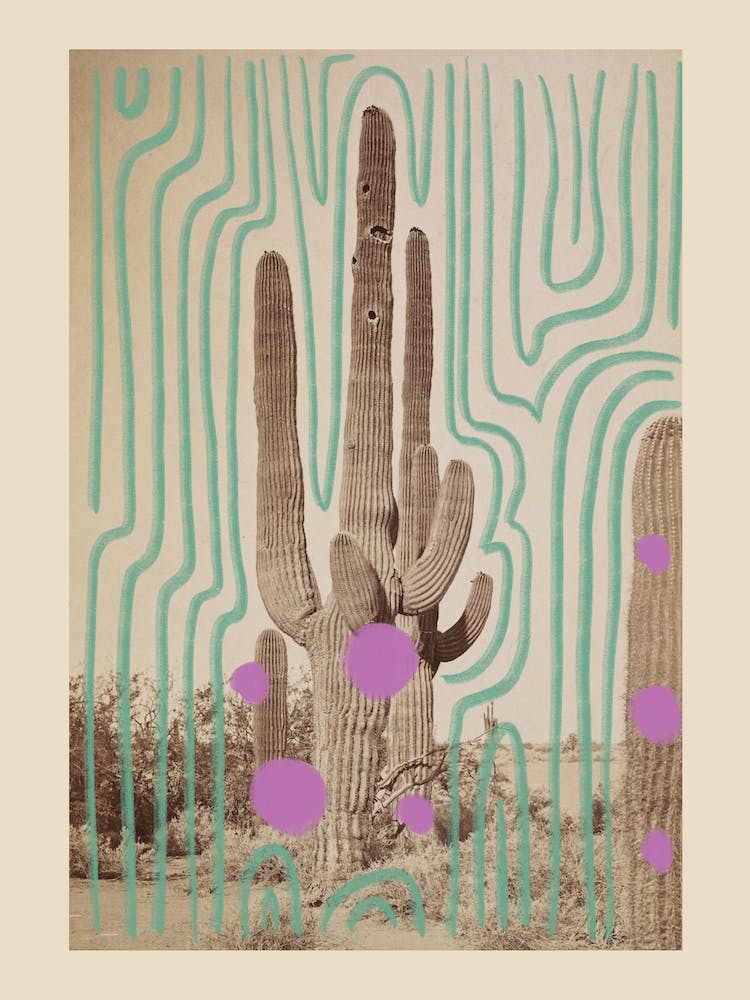 Colorful Cactus In A Desert Landscape