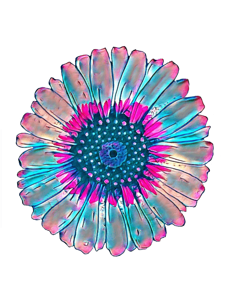 Blumenstudie Zwei