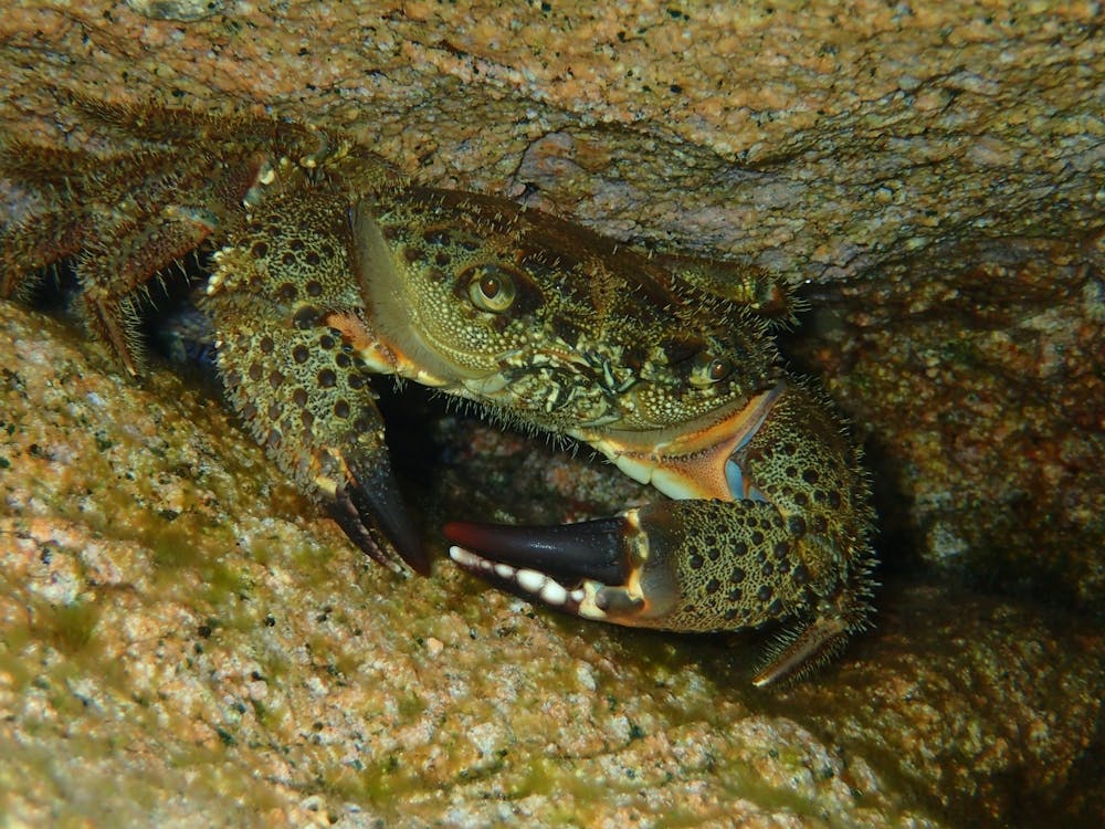 Crab.