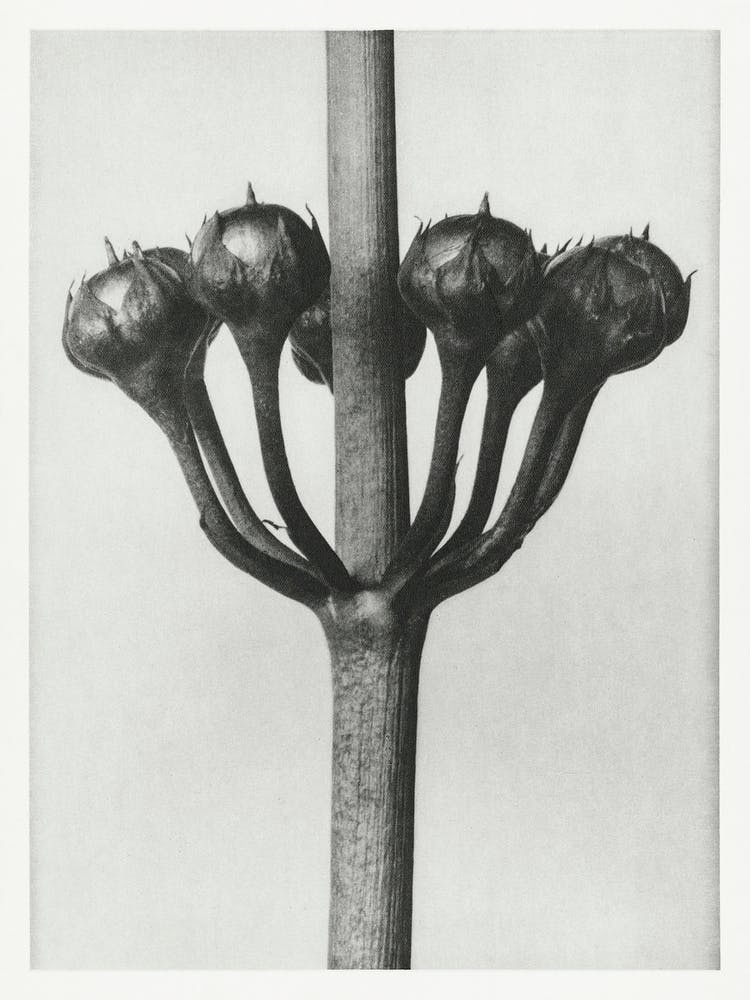 Japanese Primrose, Karl Blossfeldt