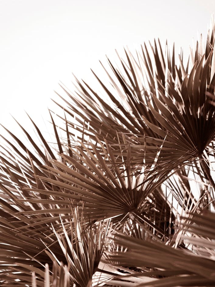 Gorgeous Golden Palm Leaves