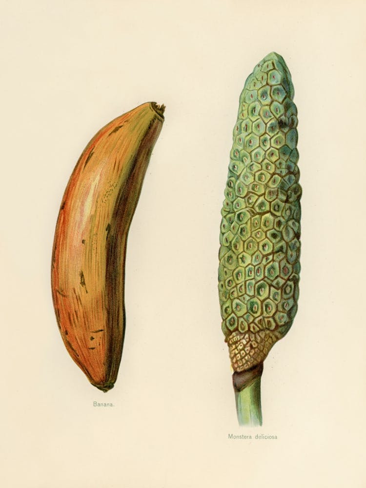 Vintage Illustration Of Banana, Monstera Deliciosa By John Wright