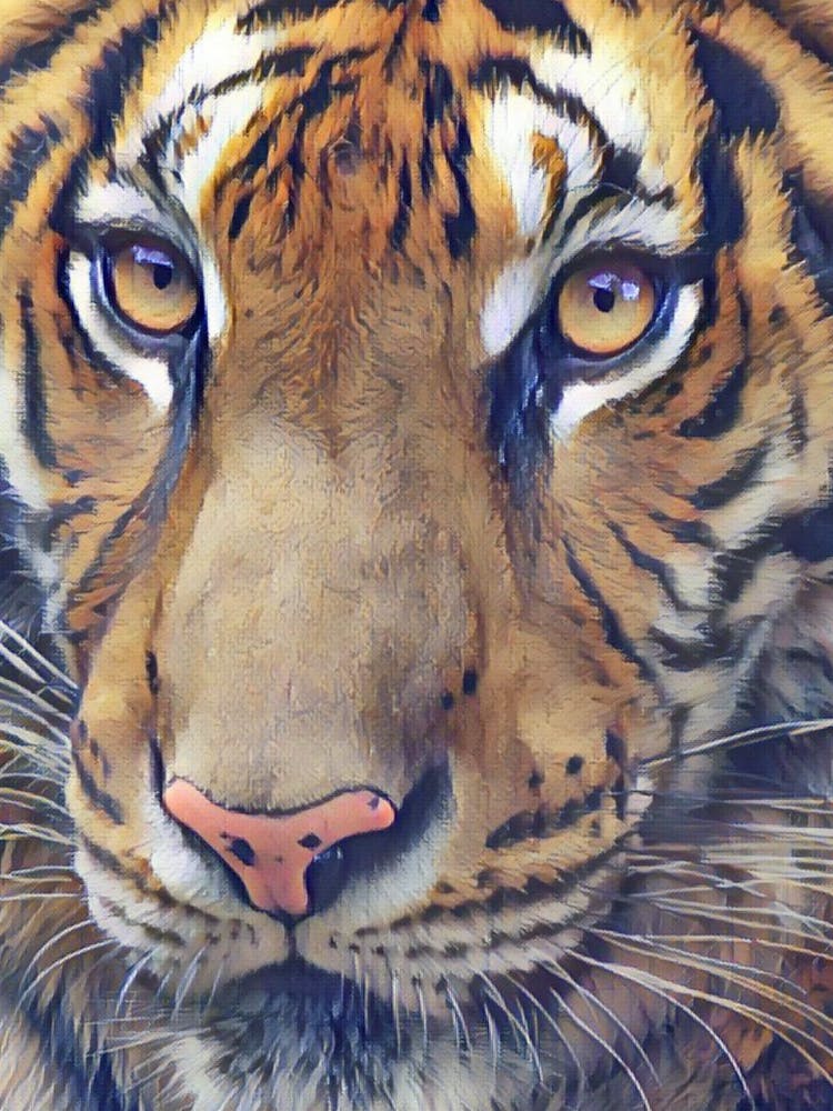 Tiger Tiger Burning Bright