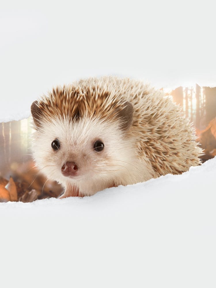 Hedgehog Torn Paper