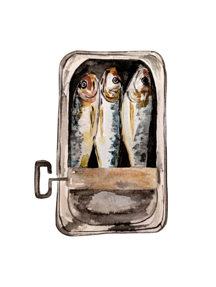 Sardines in a tin illustration watercolour kitchen